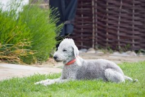 Bedlington terrier