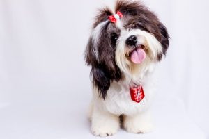 Shih tzu