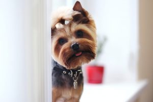 Yorkshire terrier