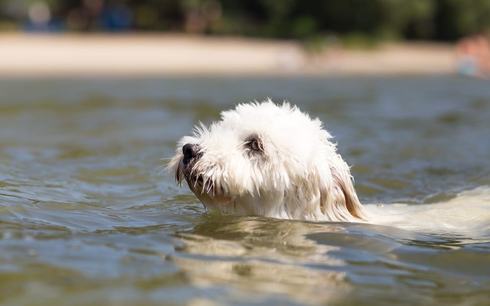 Coton de Tulear – szkolenie i wychowanie