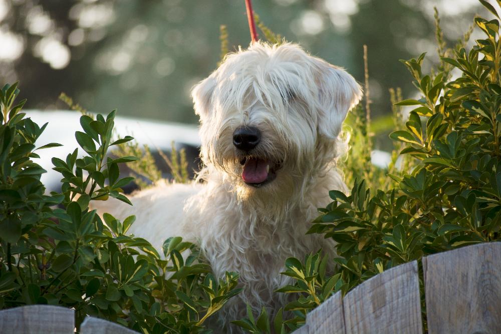 Irish soft coated wheaten terrier – pielęgnacja