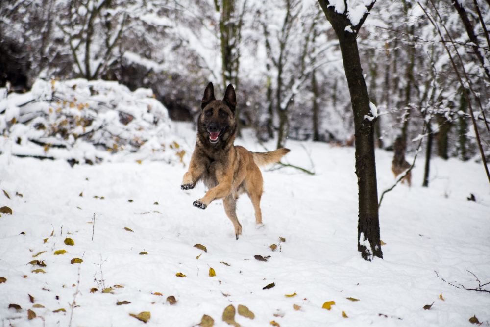 Malinois