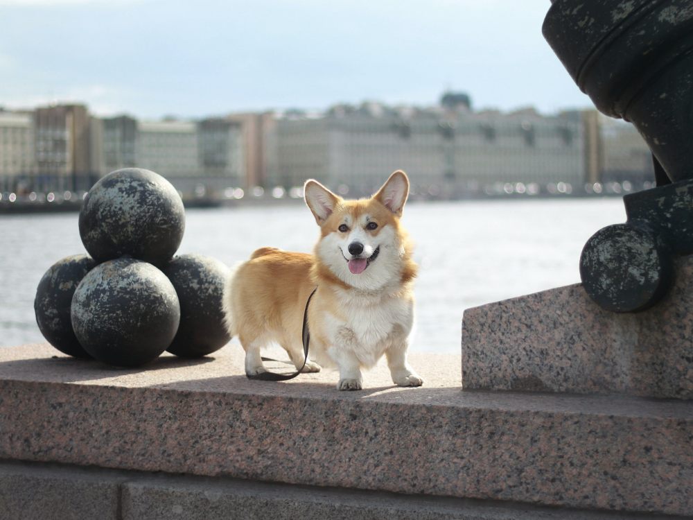 Welsh Corgi Pembroke