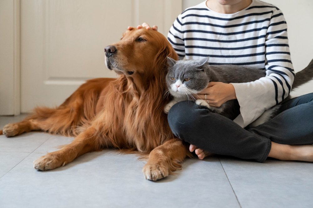 Jaki cechy powinien mieć dobry petsitter?