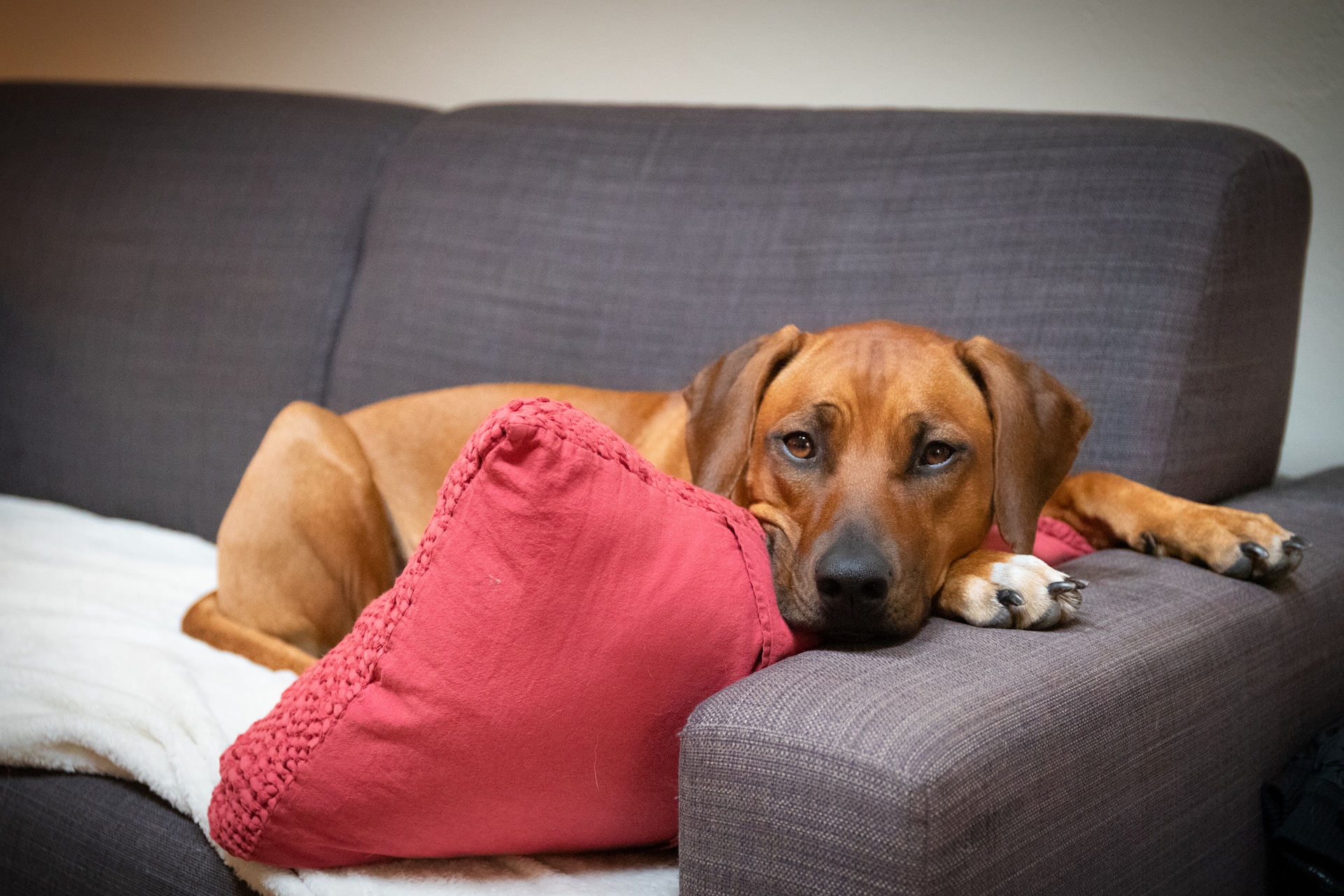 Rhodesian Ridgeback